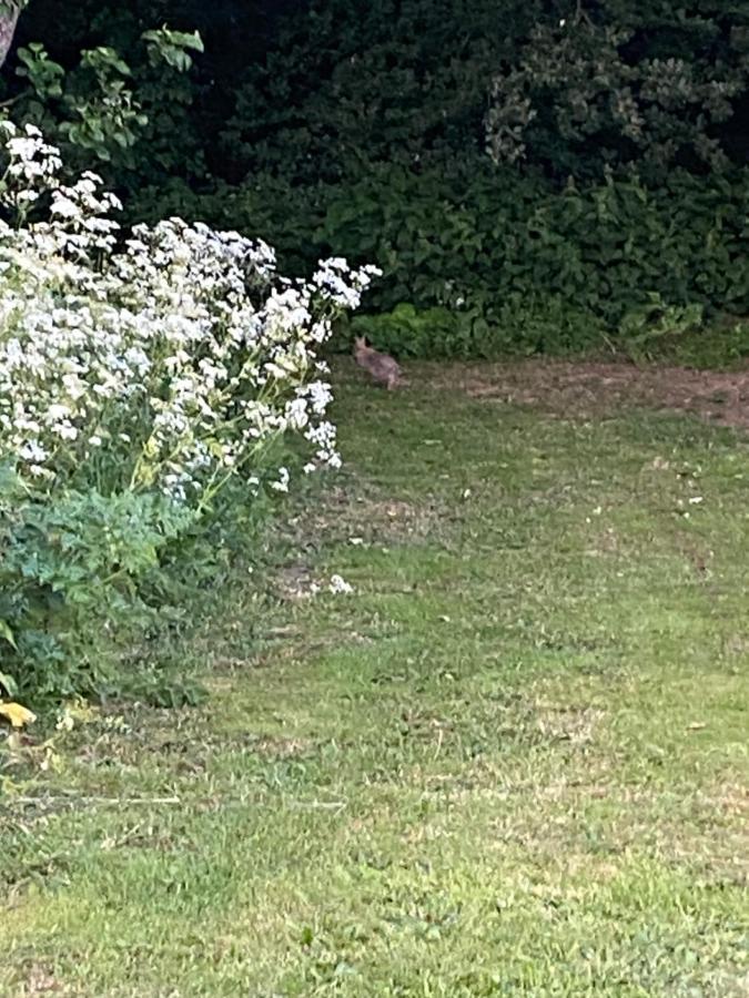 Roe Deer Meadow At Carr House Farm Hotell Scarborough Exteriör bild